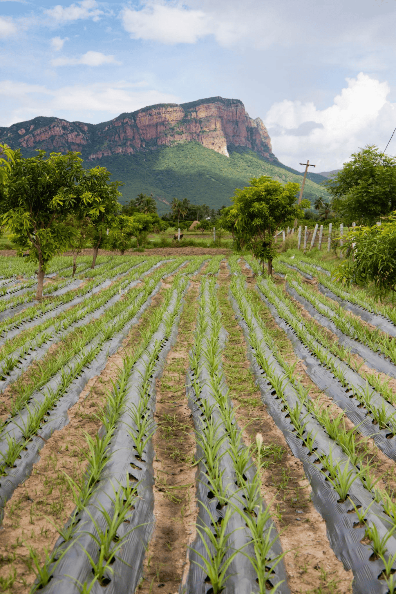 Agricultural Drip Irrigation Kit (1 Acre Setup)